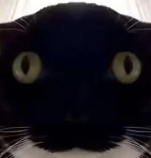 FOMOCAT