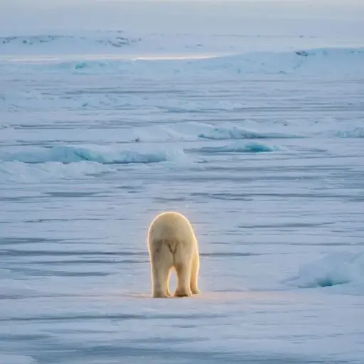 PolarBear