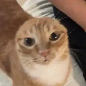 小橘