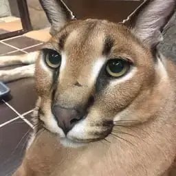 FLOPPA