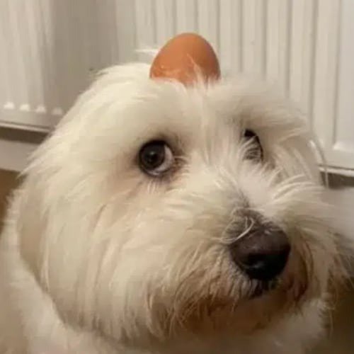Eggdog