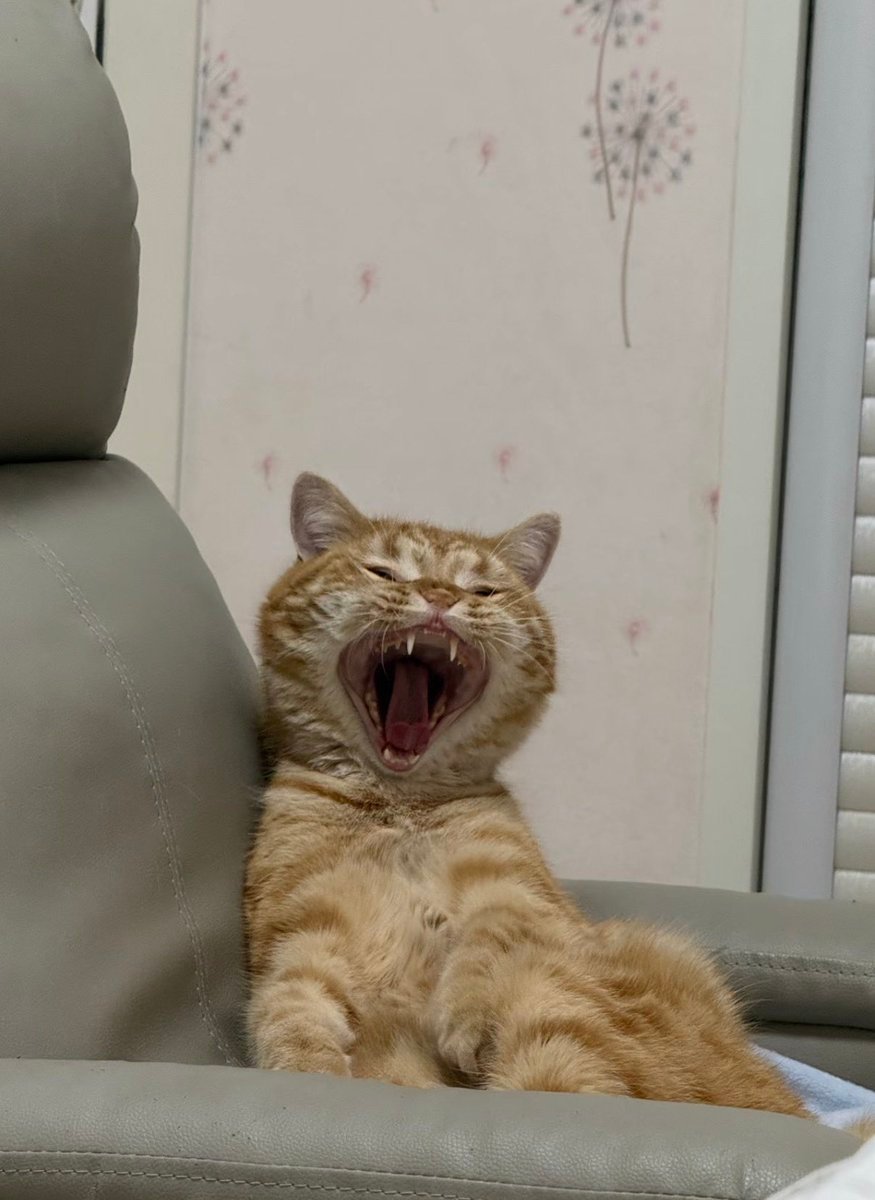 POPCAT