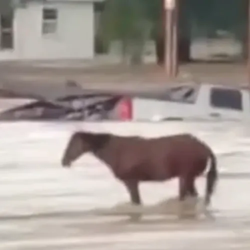 HORSE