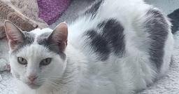 KIRA