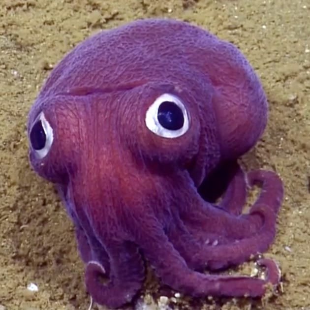 Cuttlefish