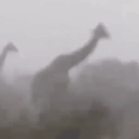 GIRAFFES