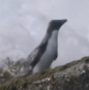 Rockhopper