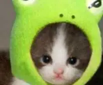 KERMIT
