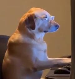 stockdog
