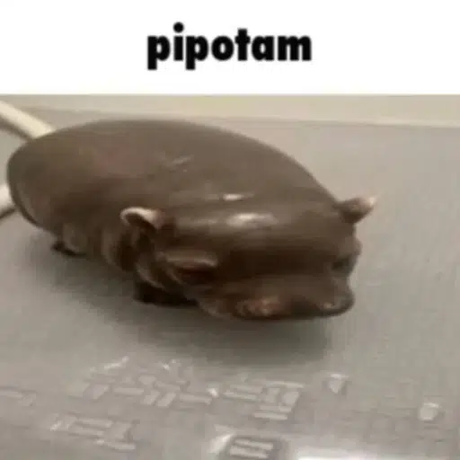 pipotam