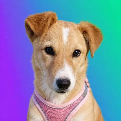 SolDog