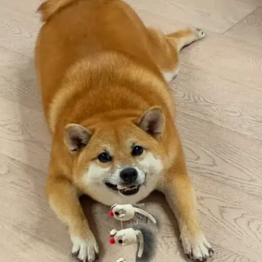 chonk