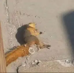 RNUT