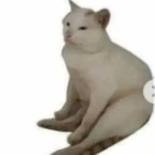 housecat
