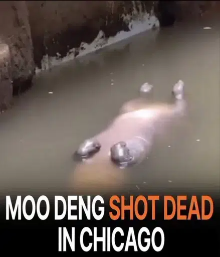 MOODENG
