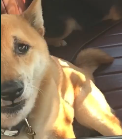 D.O.G