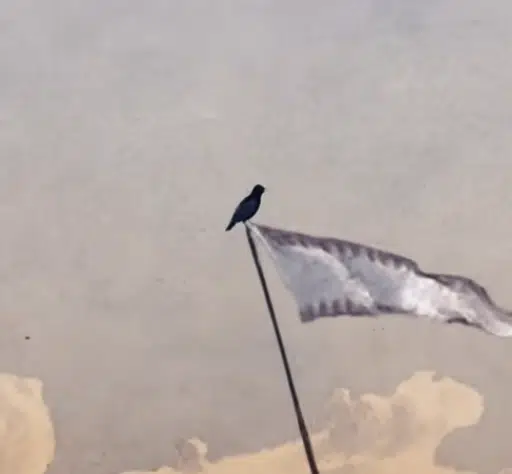 Crow
