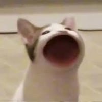 Popcat
