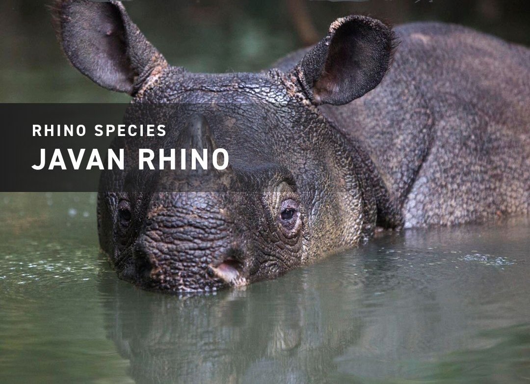 Javan