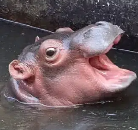 Nong Sompoi