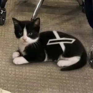 XCAT — XCAT Solana token traded by KOLs