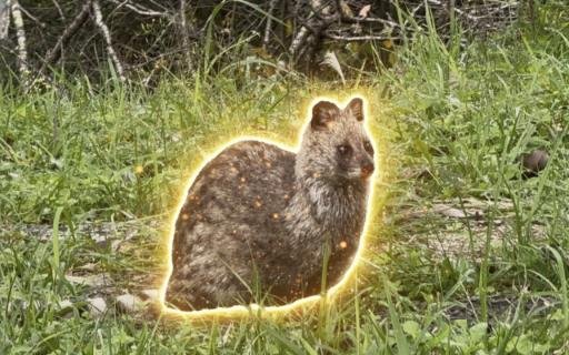 麝香猫