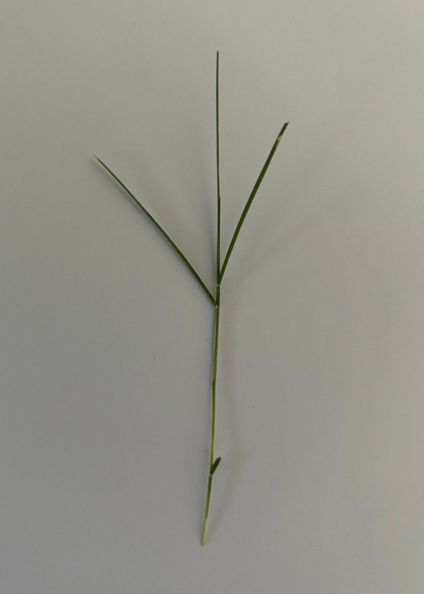 Grass