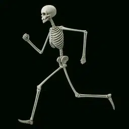 SKELETON