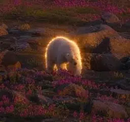PolarBear