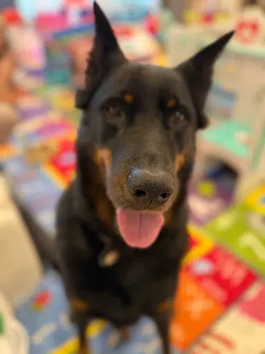 DORA