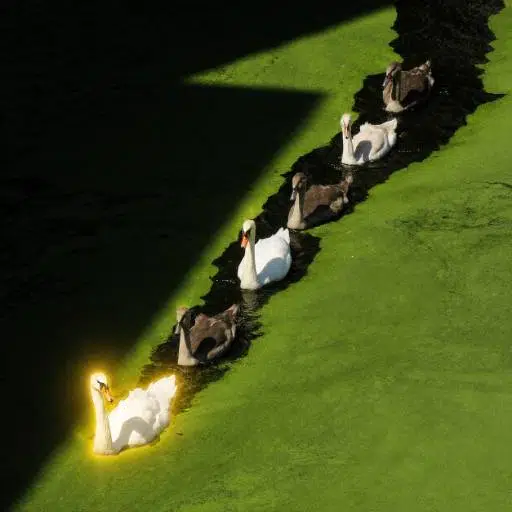 FLOCK