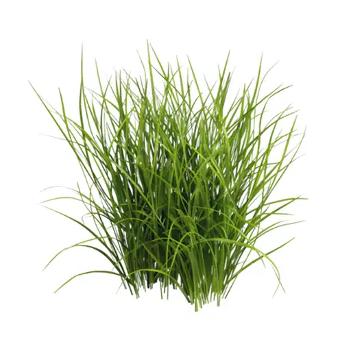 GRASS