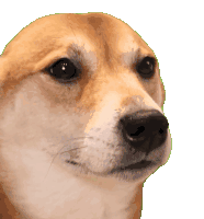 bopdog