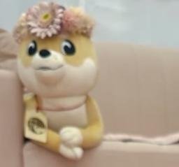 DOGE