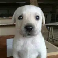 BOE