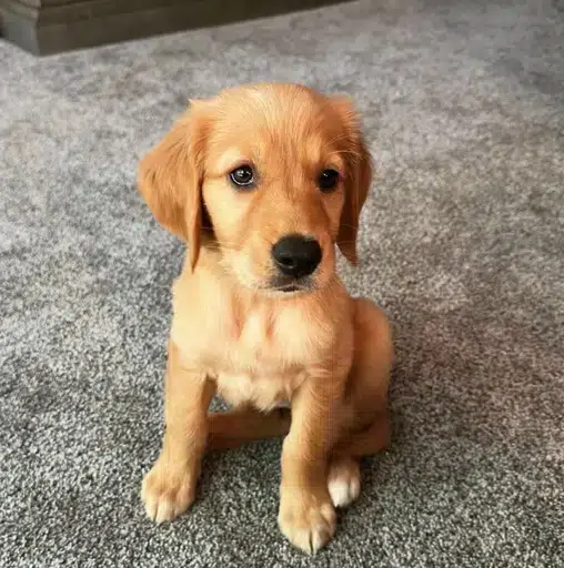 Chase