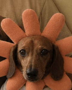 CLAUDOGGY