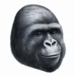 LeMonkey