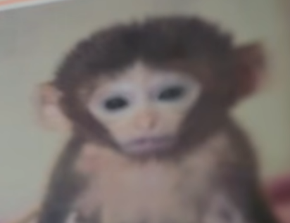 Gus