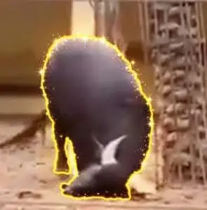 Bull
