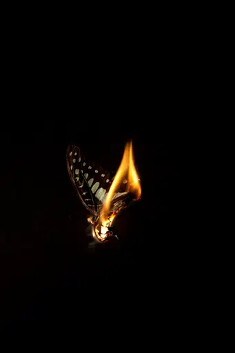 Moth