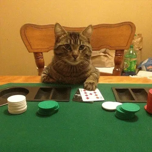 gamble
