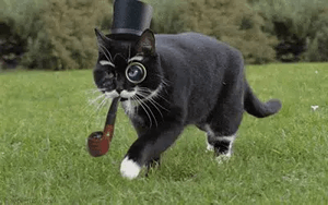 FANCY