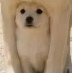 underdog