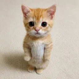 GATO