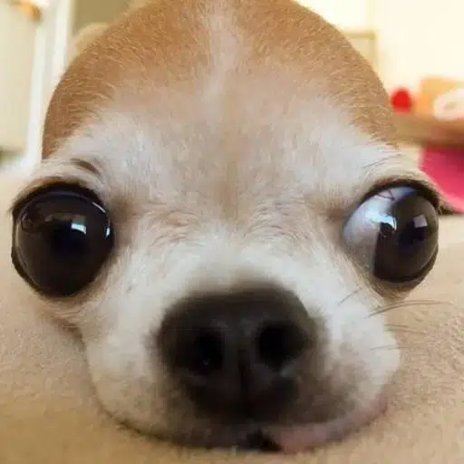 Suki