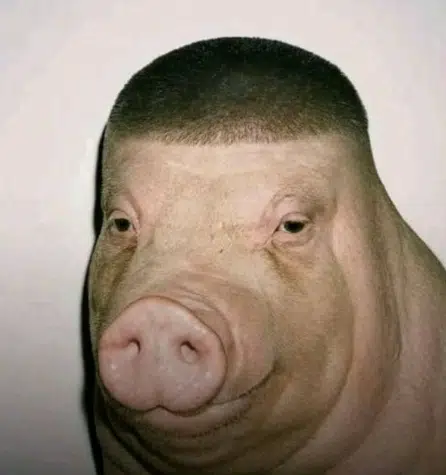 Pigger