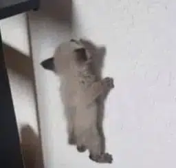 wallcat