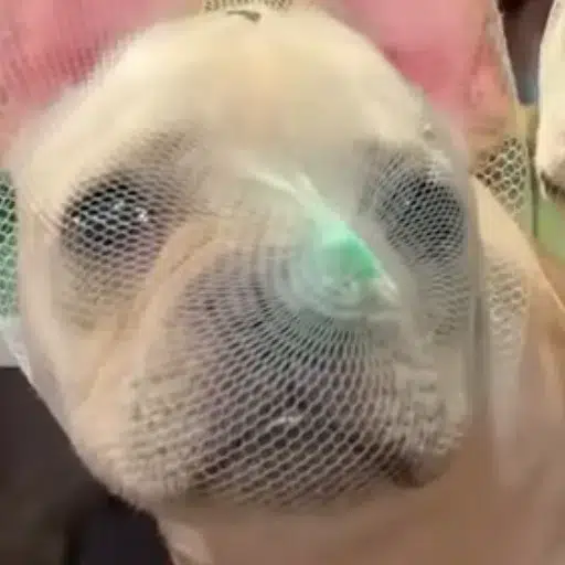 wdog