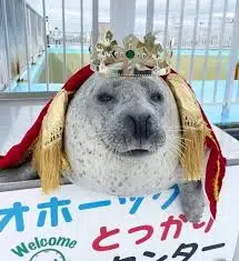 Kazuki-kun